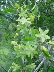 Gonolobus grandiflorus