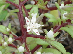 Sedum jaliscanum