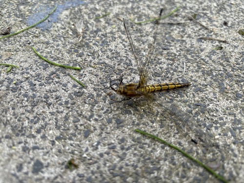 Black-tailed Skimmer
