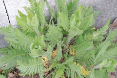 Achillea filipendulina