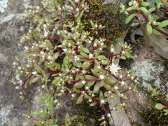 Sedum jaliscanum