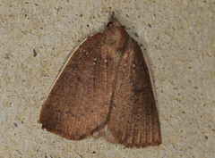 Authaemon stenonipha