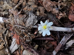 Anemonoides amurensis