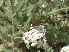 Satyrium acaciae
