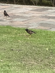 Acridotheres tristis