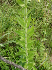 Lithospermum exsertum