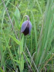 Calochortus purpureus