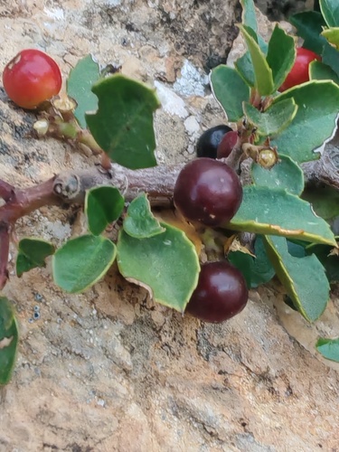Italian buckthorn