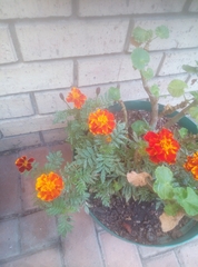 Tagetes