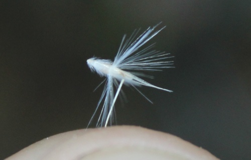 Rytidosperma gracile