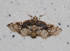 Omphisa anastomosalis
