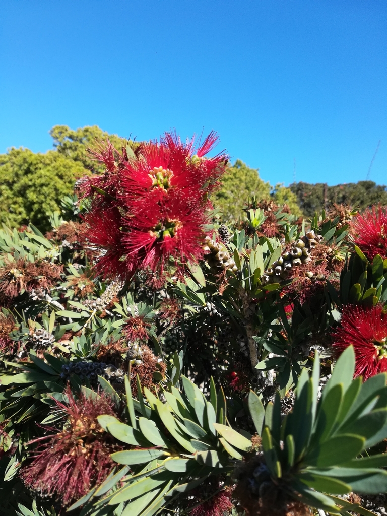 weeping bottlebrush from The Vines, Cape Town, 7806, South Africa on