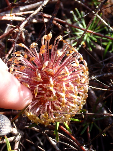 Banksia telmatiaea, photograph 3
