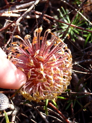 (c) Em Lamond, some rights reserved (CC BY) Banksia telmatiaea, photograph (c) Em Lamond, some rights reserved (CC BY)