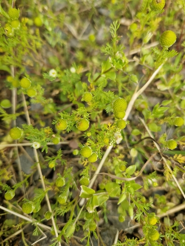 pineapple-weed