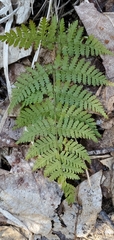 Dryopteris × triploidea