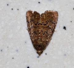 Oglasa stygiana
