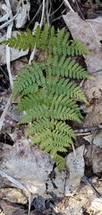Dryopteris × triploidea