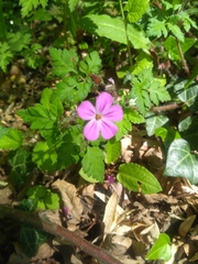 Geranium robertianum