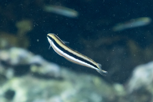 Aspidontus dussumieri observed 2026-07-04