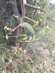 Gymnosporia glaucophylla