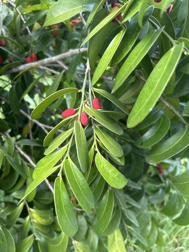 Drypetes littoralis