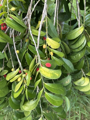 Drypetes littoralis