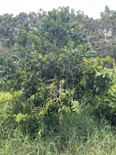 Drypetes littoralis