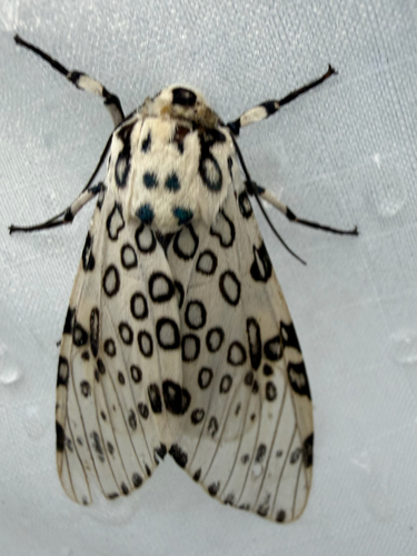 Giant Leopard Moth (Hypercompe scribonia)