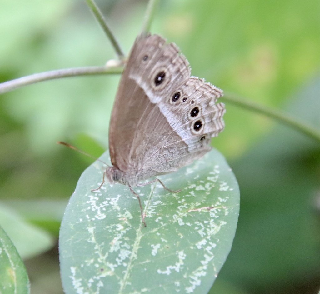 Mycalesis igoleta