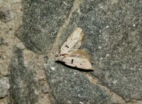 Stibaromacha ratella