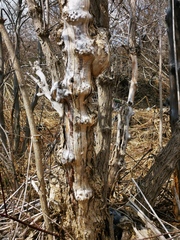 Sambucus kamtschatica