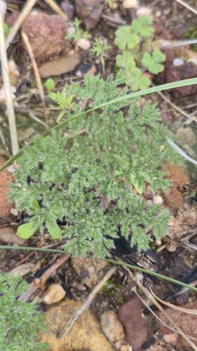 Night-scented Pelargonium