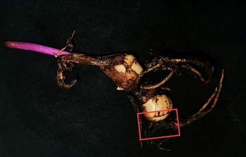 Cremastra aphylla iNat (3)