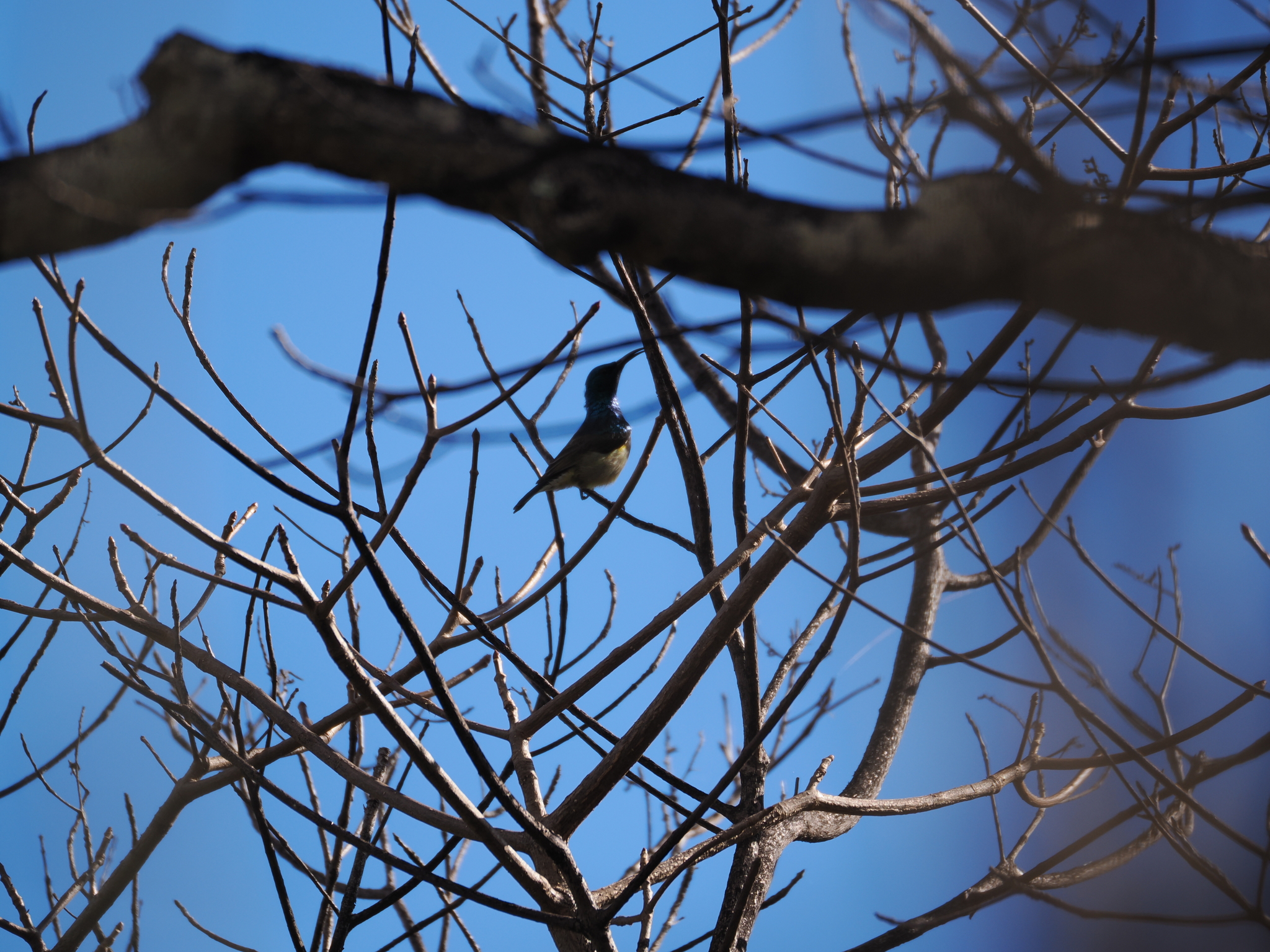 Souimanga Sunbird (Cinnyris sovimanga), photo 10