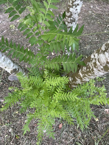 Clausena excavata