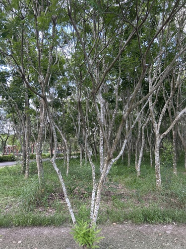 Clausena excavata