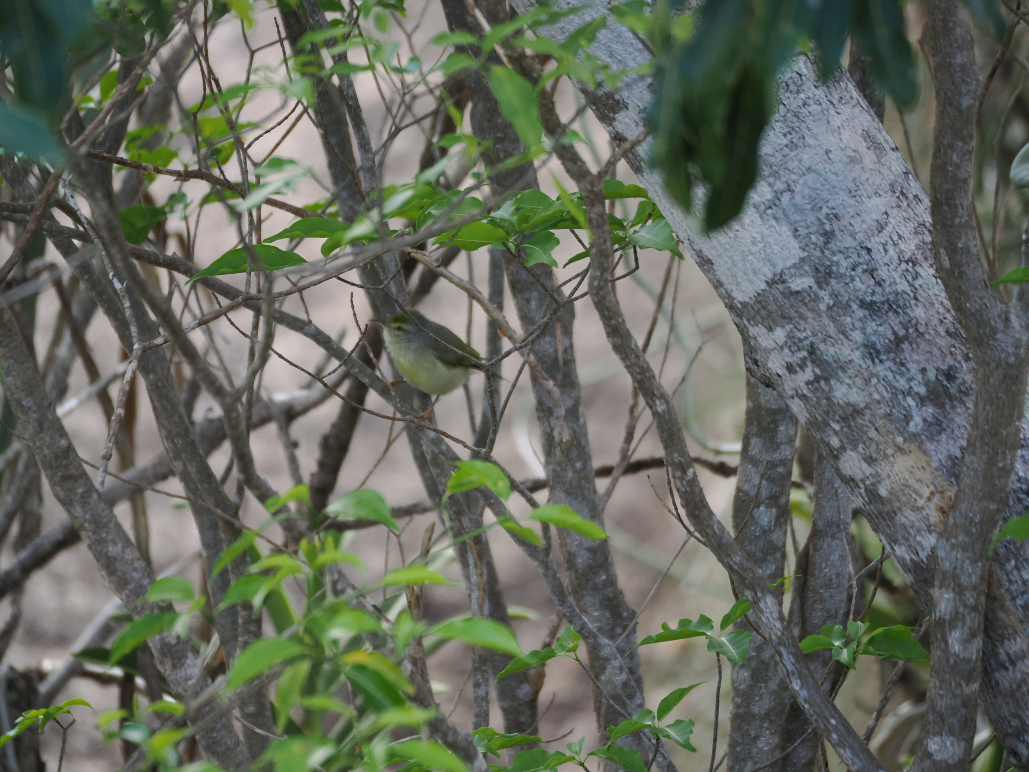 Common Jery (Neomixis tenella), photo 1