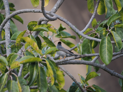Malagasy Bulbul (Hypsipetes madagascariensis), photo 5