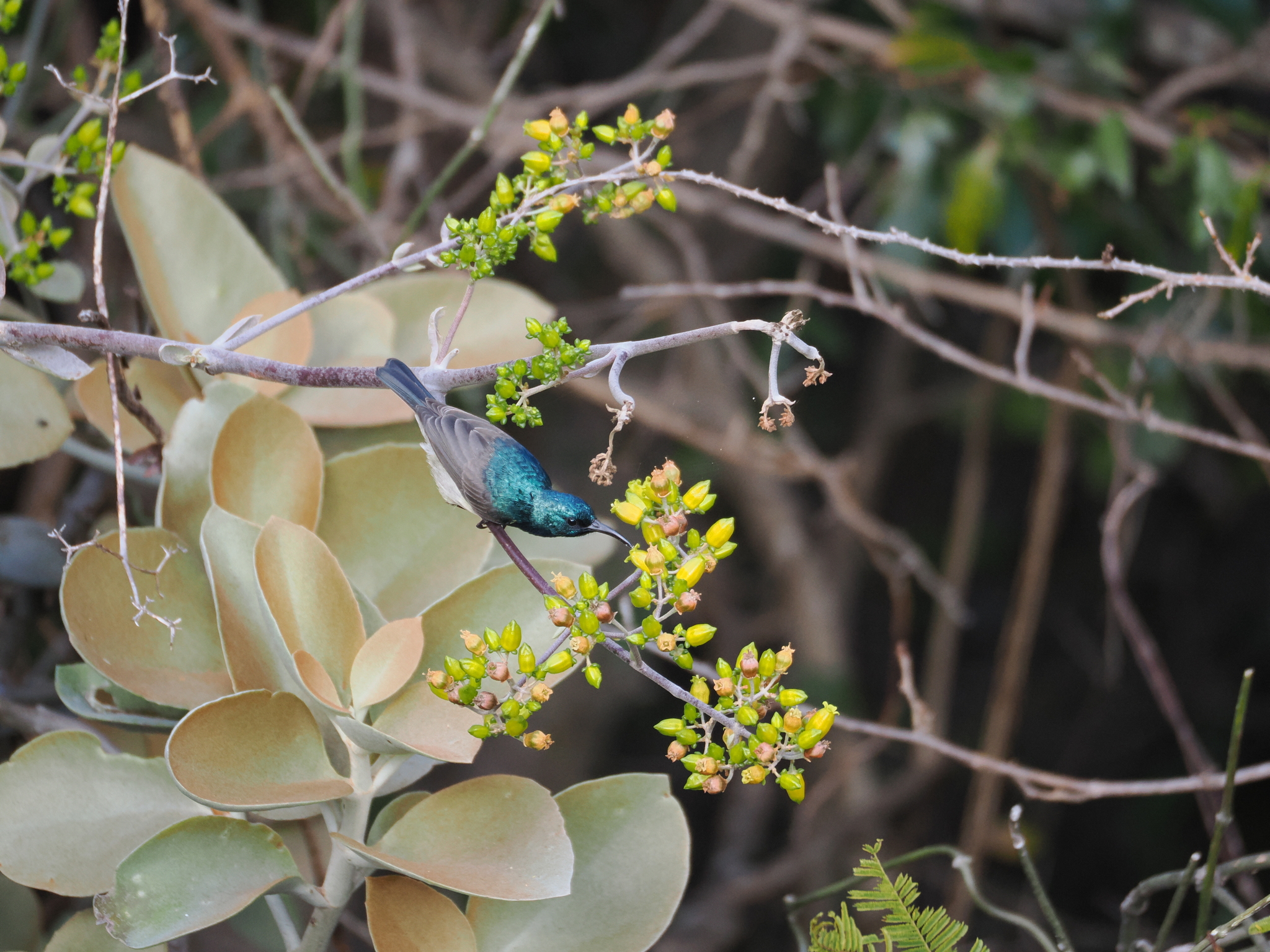 Souimanga Sunbird (Cinnyris sovimanga), photo 1