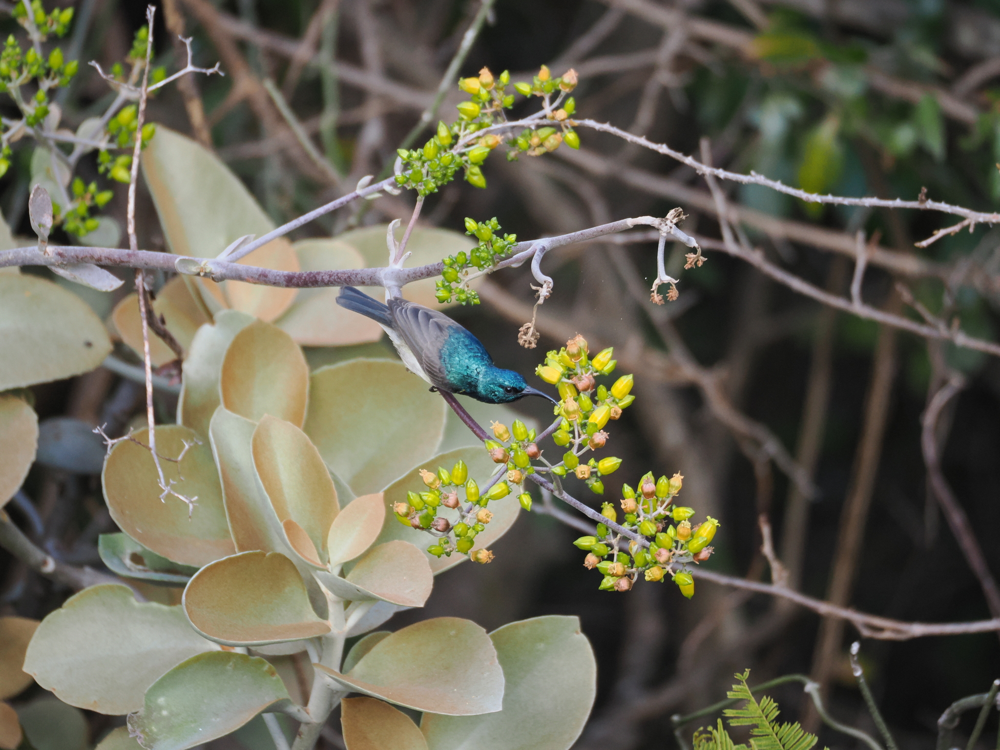 Souimanga Sunbird (Cinnyris sovimanga), photo 2
