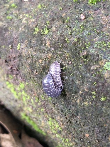 Common Pill Woodlouse