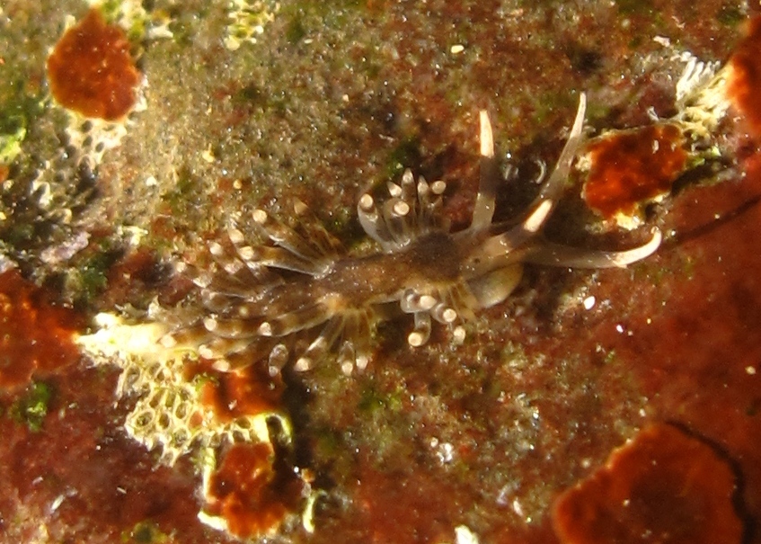 Herviella