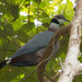 Collared Imperial-Pigeon - Photo (c) Marcel Holyoak, some rights reserved (CC BY-NC-ND)