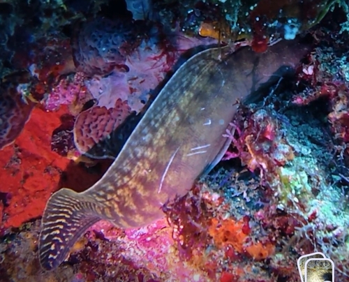 Gymnothorax margaritophorus observed 2026-07-04