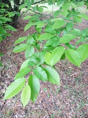 Carpinus betulus