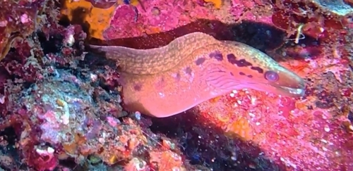 Parelvlek-murene (Gymnothorax margaritophorus) — Muraenidae — 5