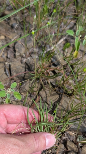 Phemeranthus parviflorus, photograph 5