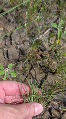 Phemeranthus parviflorus, photograph (c) Alan Prather, some rights reserved (CC BY)