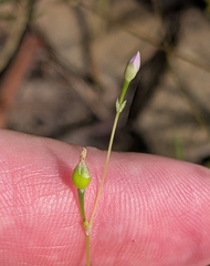 Phemeranthus parviflorus, photograph (c) Alan Prather, some rights reserved (CC BY)